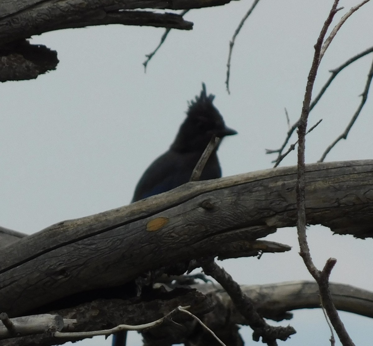 Steller's Jay - Rob Pendergast