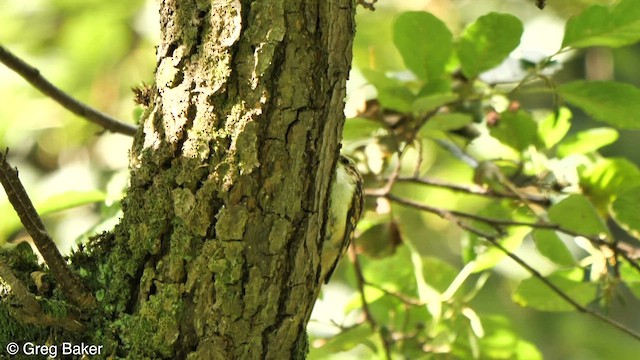 Eurasian Treecreeper - ML608328007