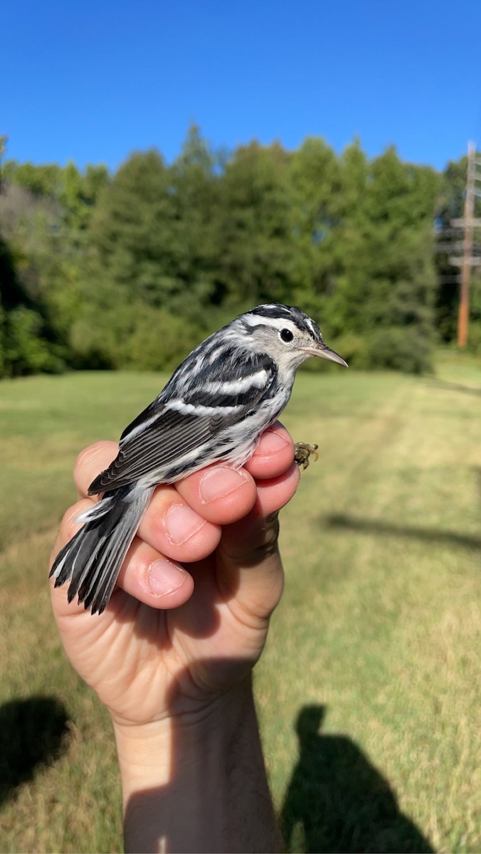 Black-and-white Warbler - ML608328019