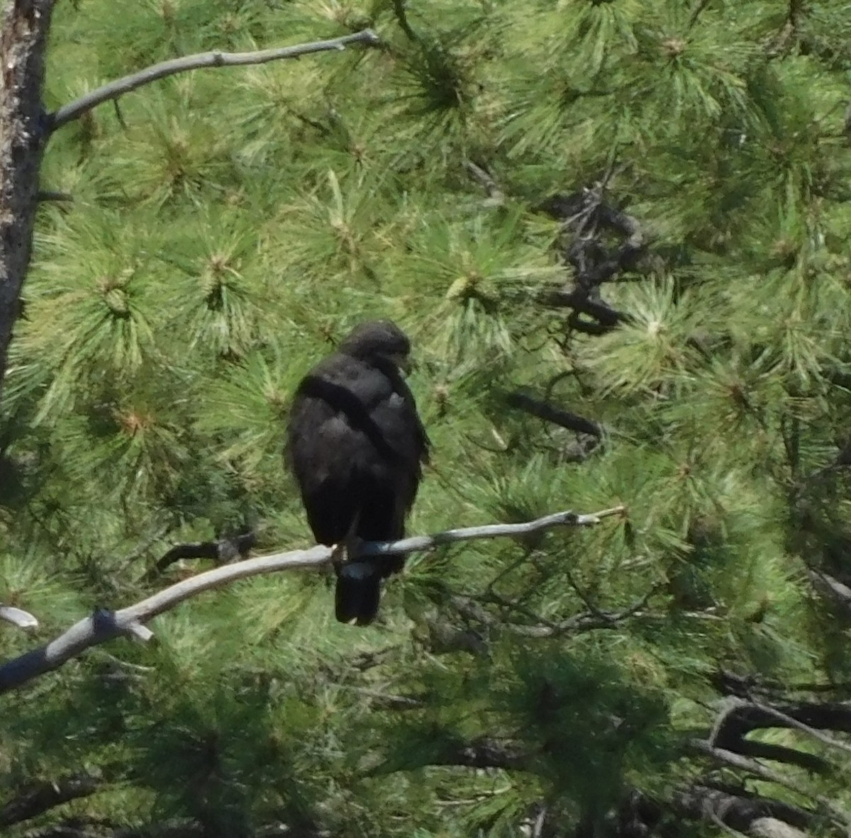 Common Black Hawk - Rob Pendergast