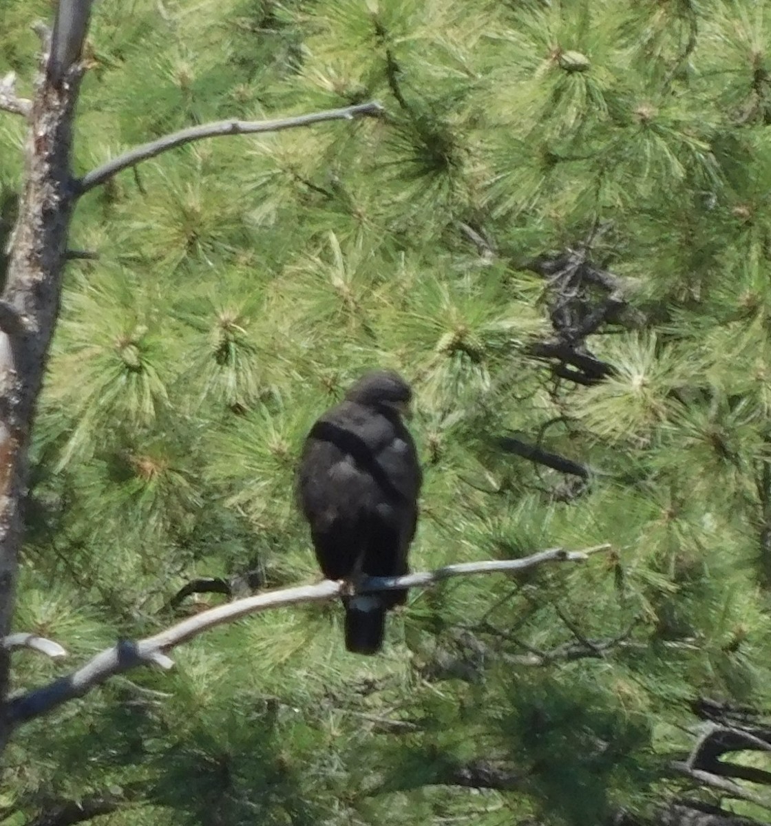 Common Black Hawk - Rob Pendergast