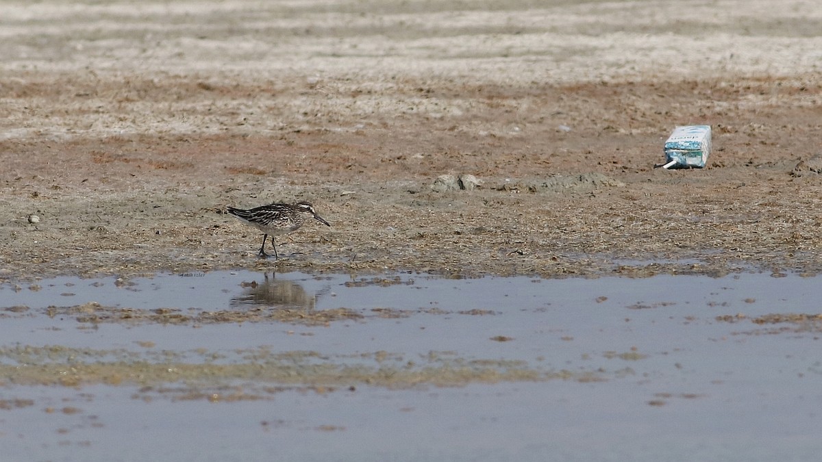 Broad-billed Sandpiper - ML608328113