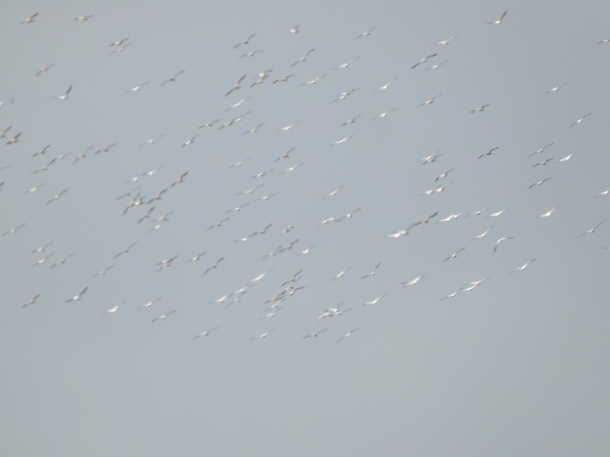 American White Pelican - ML608328136