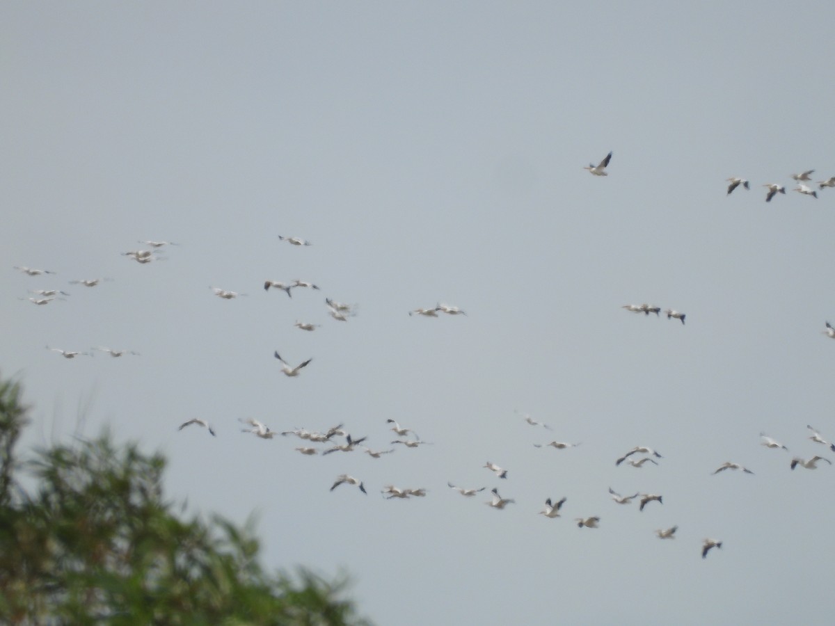 American White Pelican - ML608328138