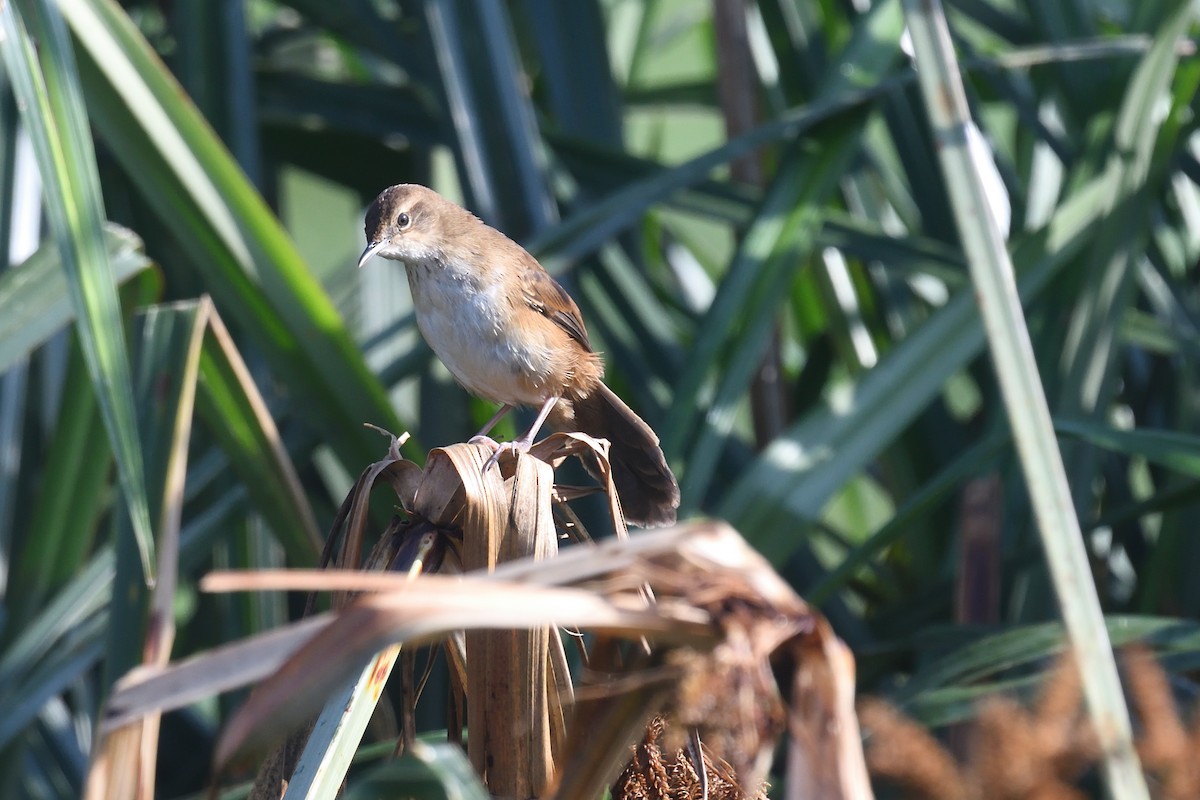 Highland Rush Warbler - ML608328188