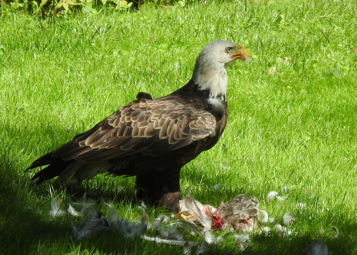 Bald Eagle - Glenn Hodgkins