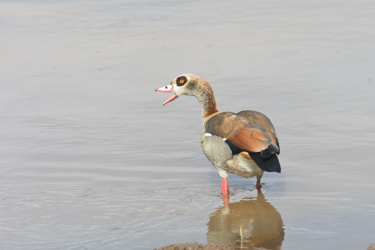 Egyptian Goose - ML608328406