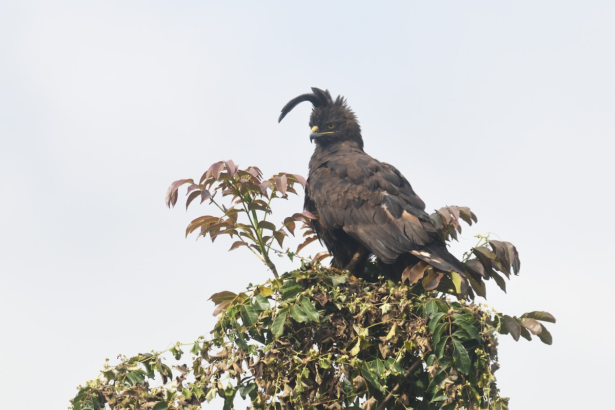 Long-crested Eagle - ML608328418