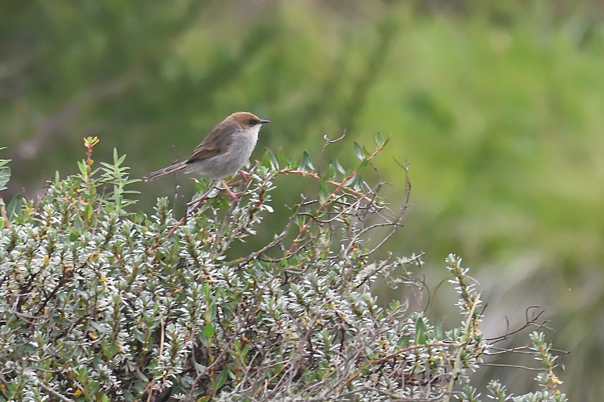 Hunter's Cisticola - Chiusi Alessio Pietro