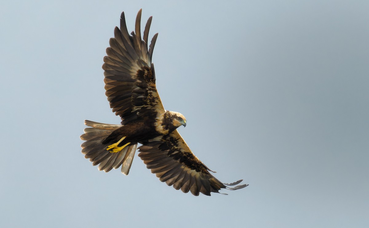 Western Marsh Harrier - Matti Rekilä