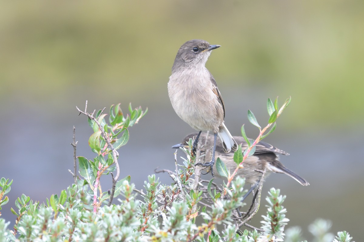 Moorland Chat - Chiusi Alessio Pietro