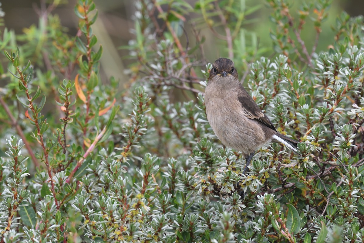 Moorland Chat - Chiusi Alessio Pietro