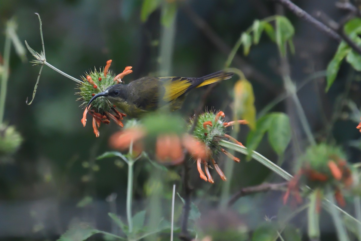 Golden-winged Sunbird - Chiusi Alessio Pietro