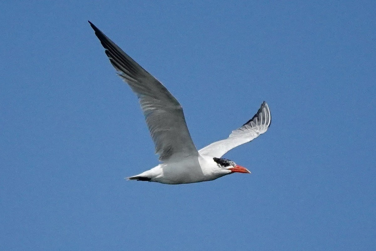 Caspian Tern - ML608328647