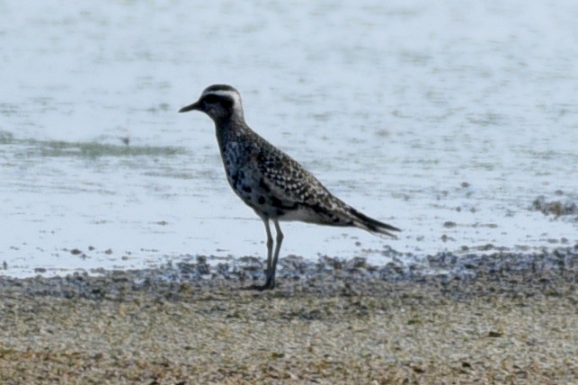 American Golden-Plover - ML608328717