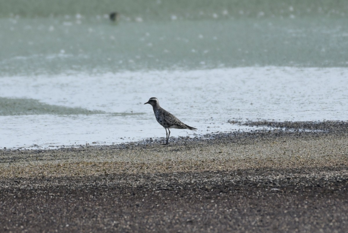 American Golden-Plover - laura endt