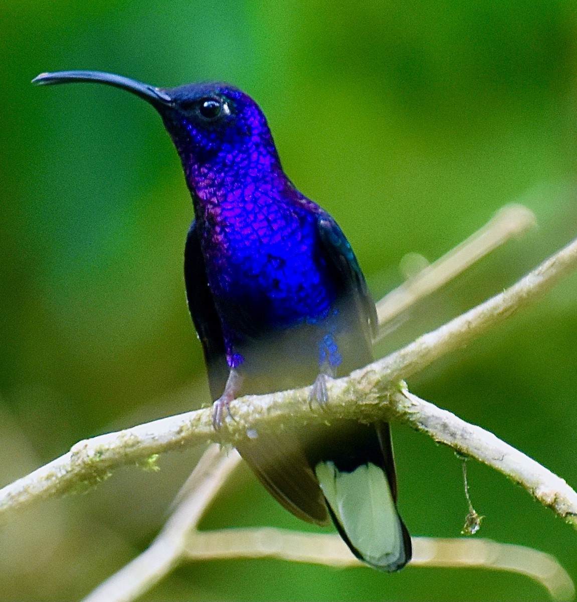 Colibrí Morado - ML608328794