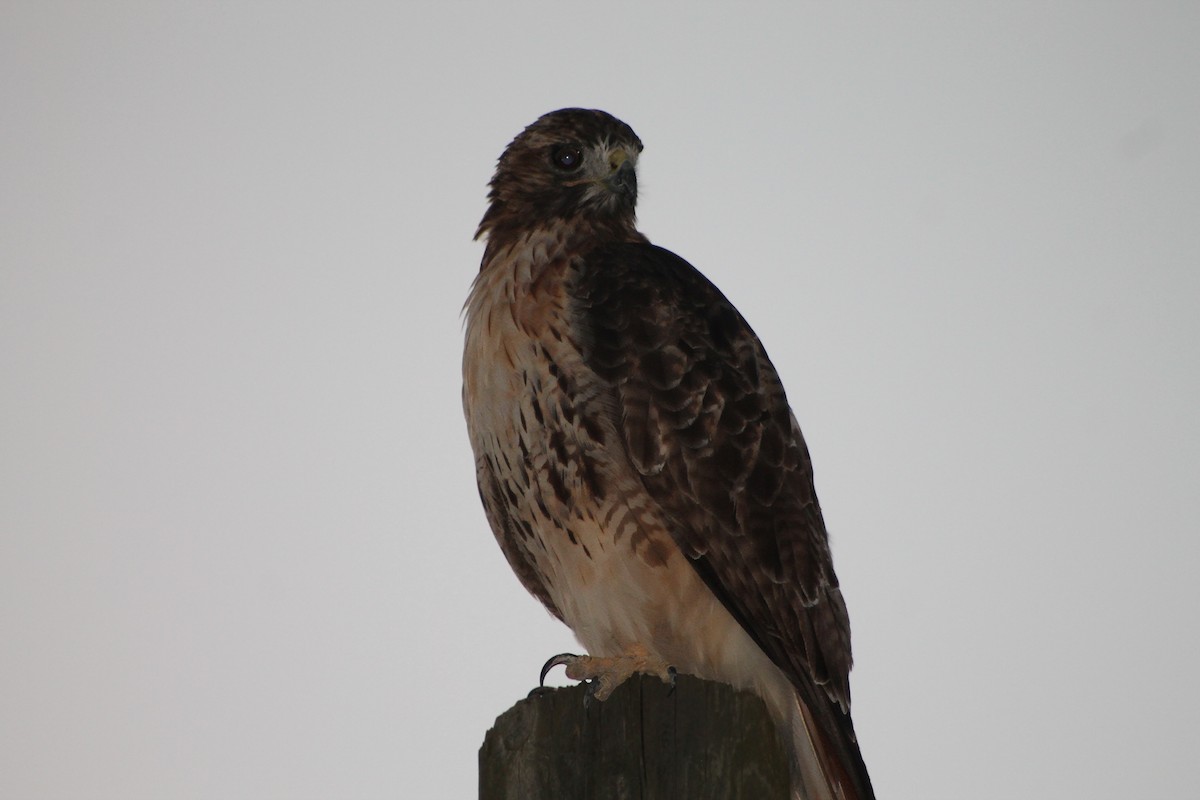 Red-tailed Hawk - ML608328806