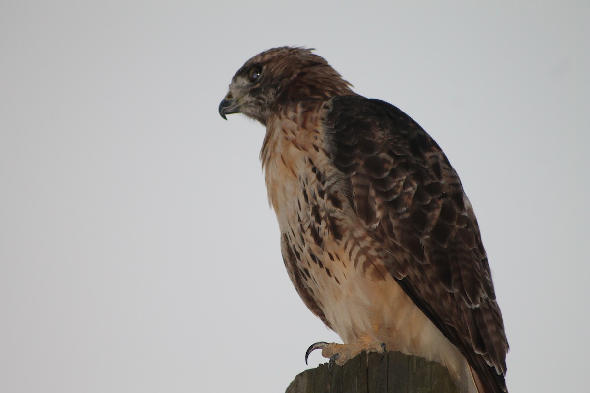 Red-tailed Hawk - ML608328807