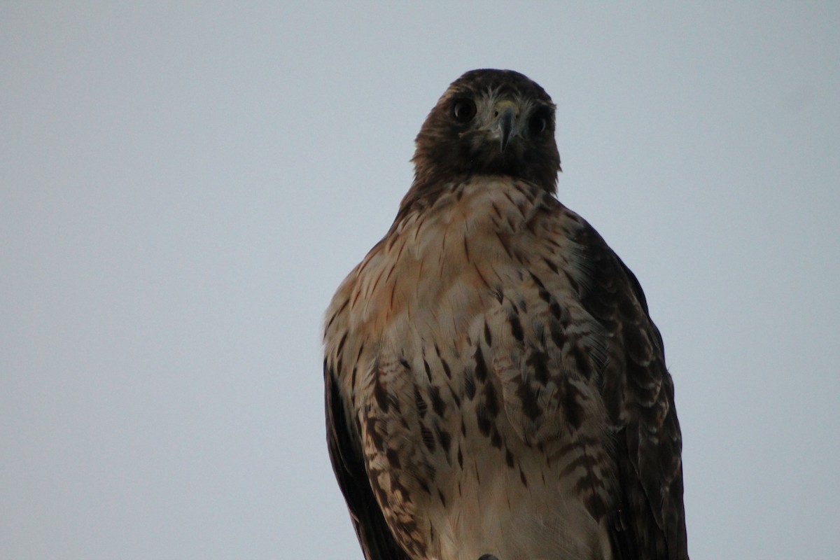 Red-tailed Hawk - ML608328808