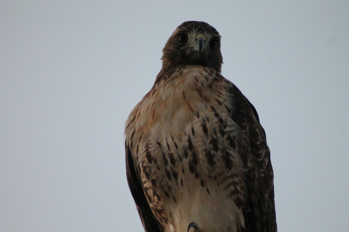 Red-tailed Hawk - ML608328809