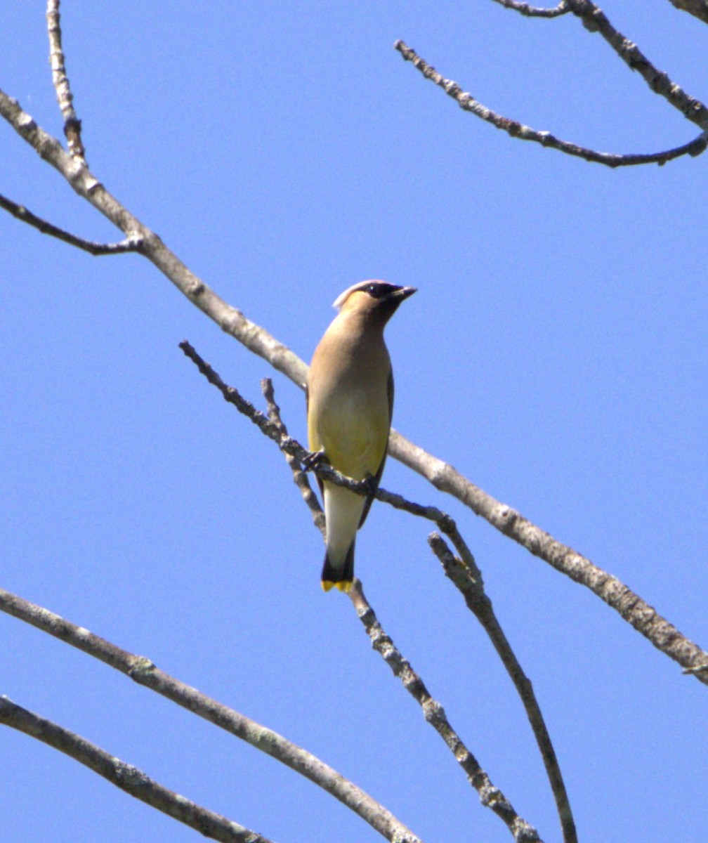 Cedar Waxwing - ML608328928