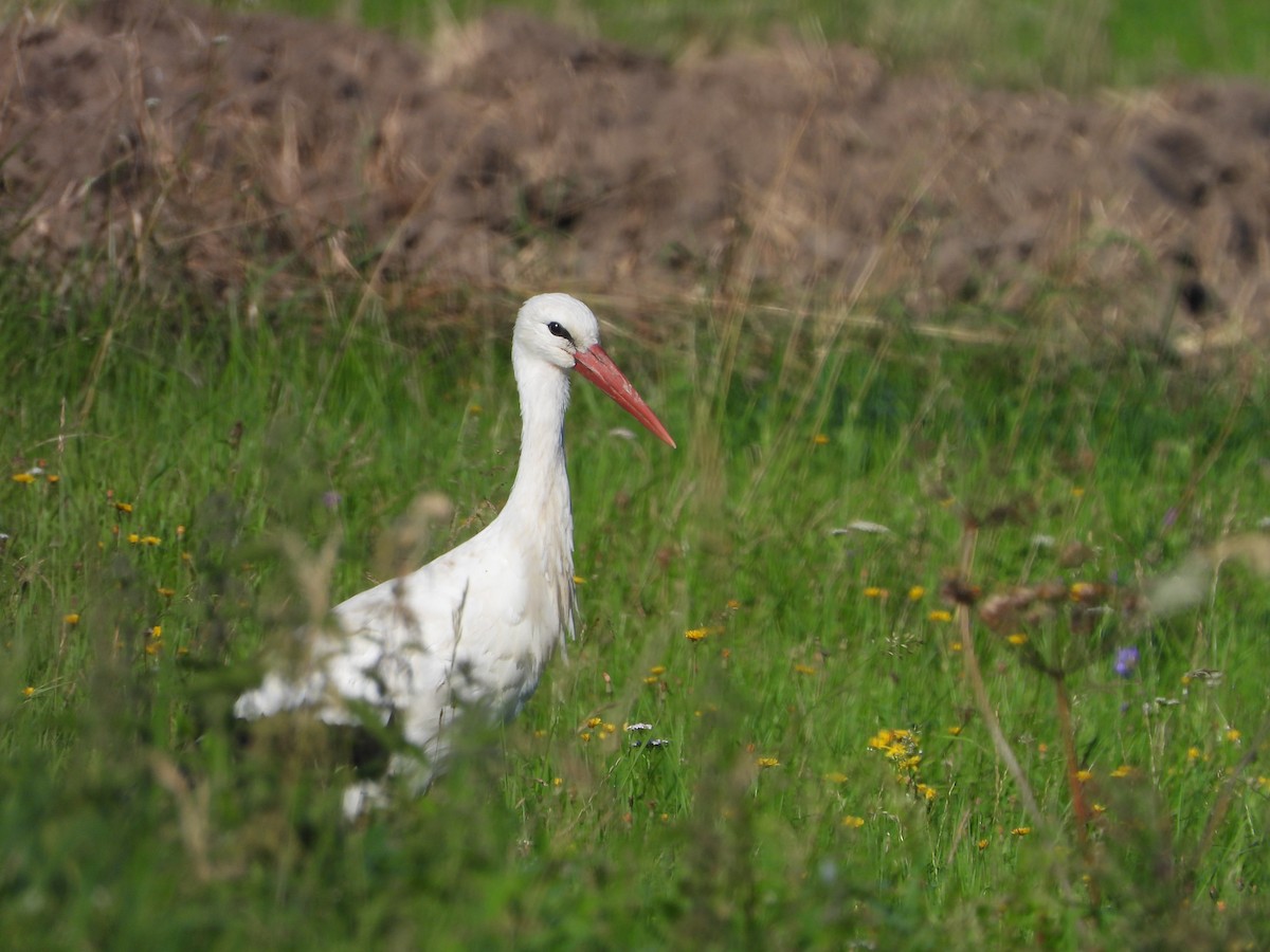 White Stork - ML608328932