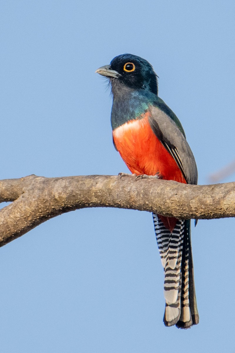 Blue-crowned Trogon - ML608329068