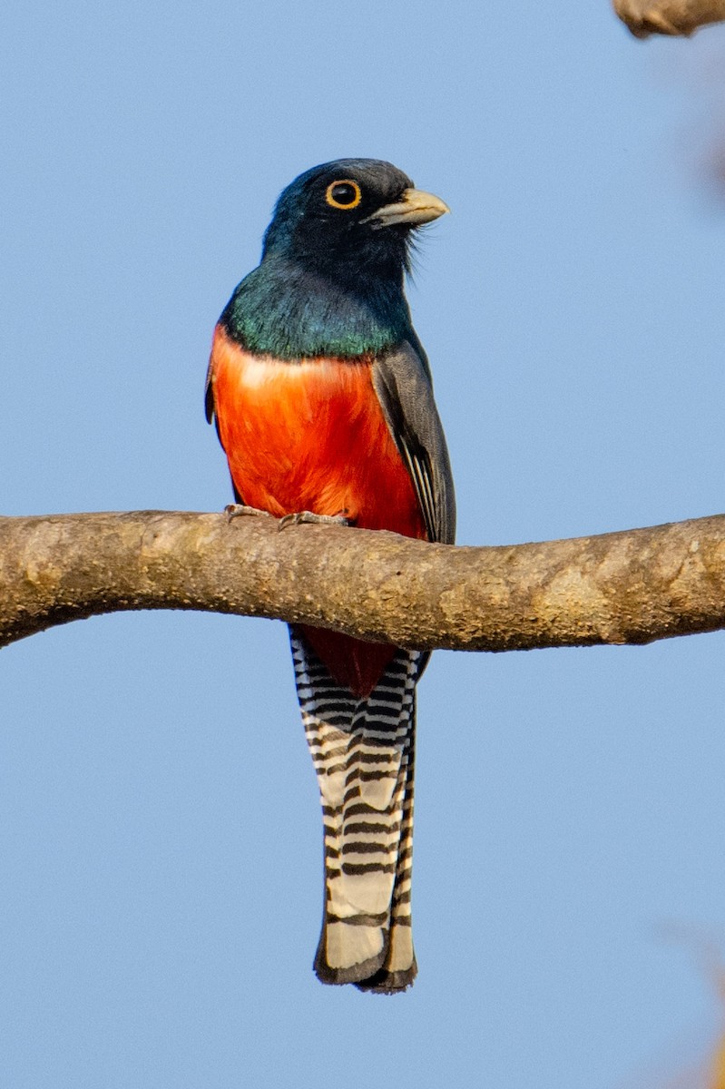 Blue-crowned Trogon - ML608329069