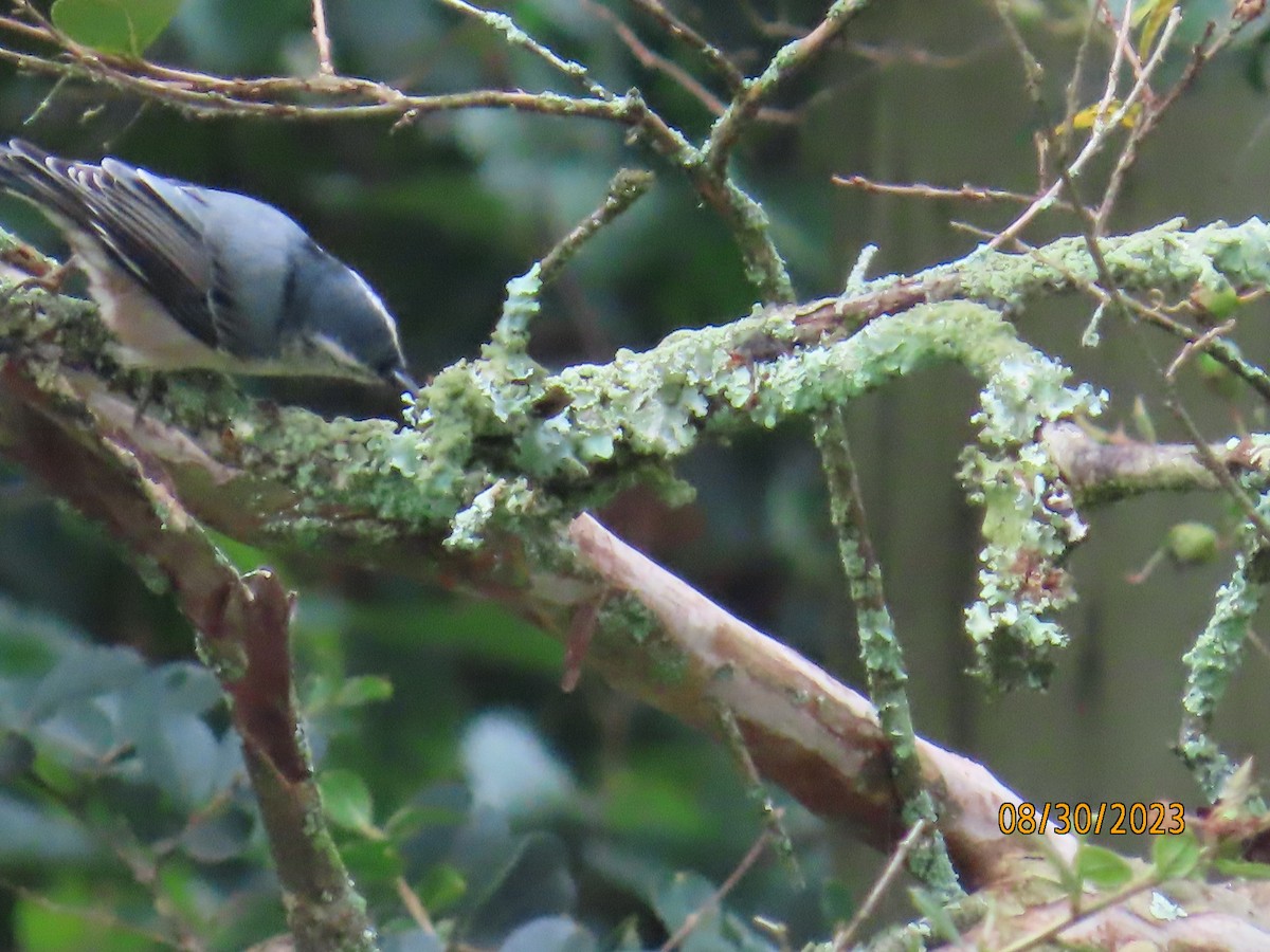 White-breasted Nuthatch - ML608329070