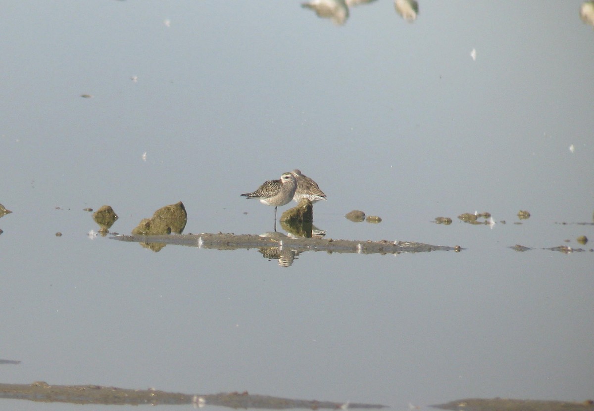 American Golden-Plover - ML608329189