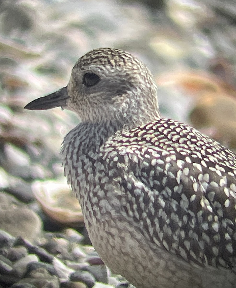 Black-bellied Plover - ML608329233