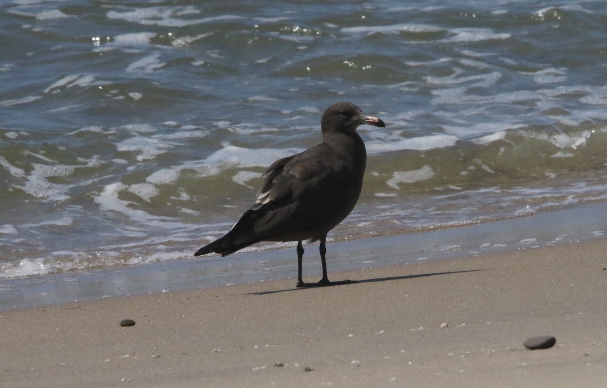 Heermann's Gull - ML608329262