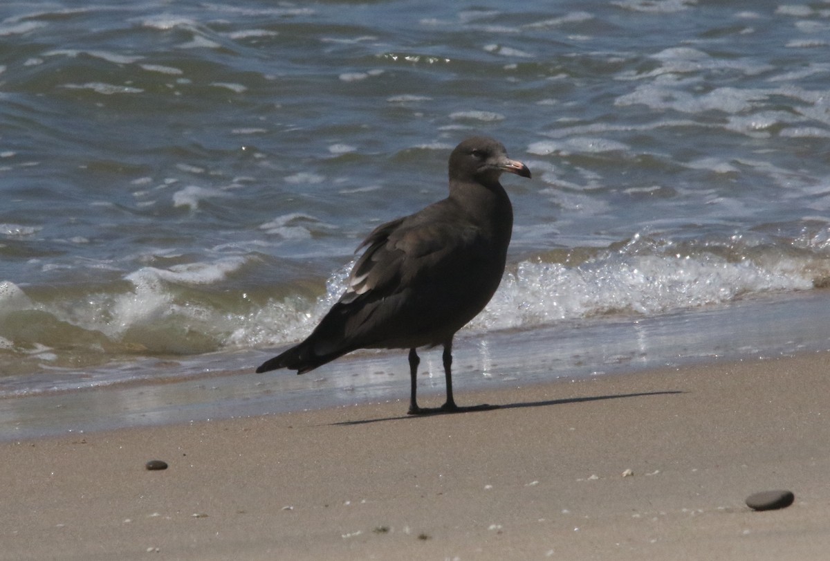 Heermann's Gull - ML608329263