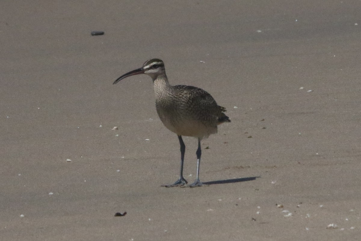 Whimbrel - ML608329272