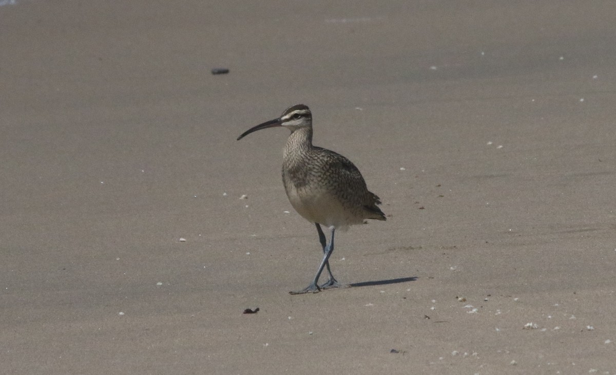 Whimbrel - ML608329273