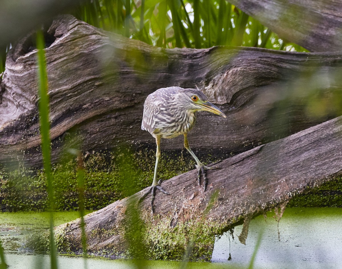 Black-crowned Night Heron - David Bird