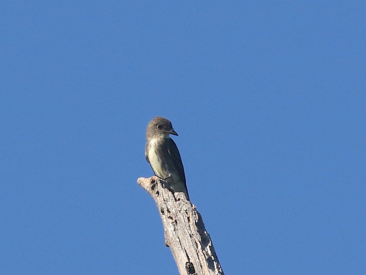 Olive-sided Flycatcher - ML608329381