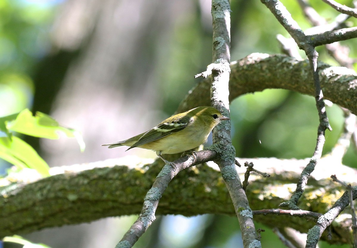 Bay-breasted Warbler - ML608329410