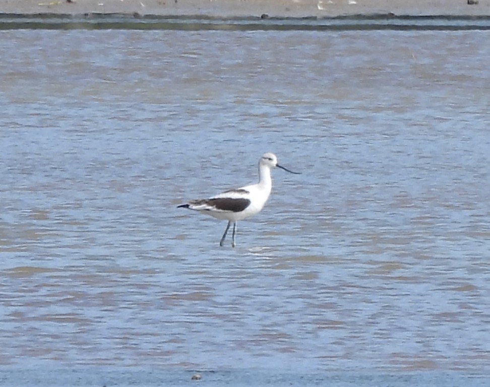 American Avocet - ML608329605