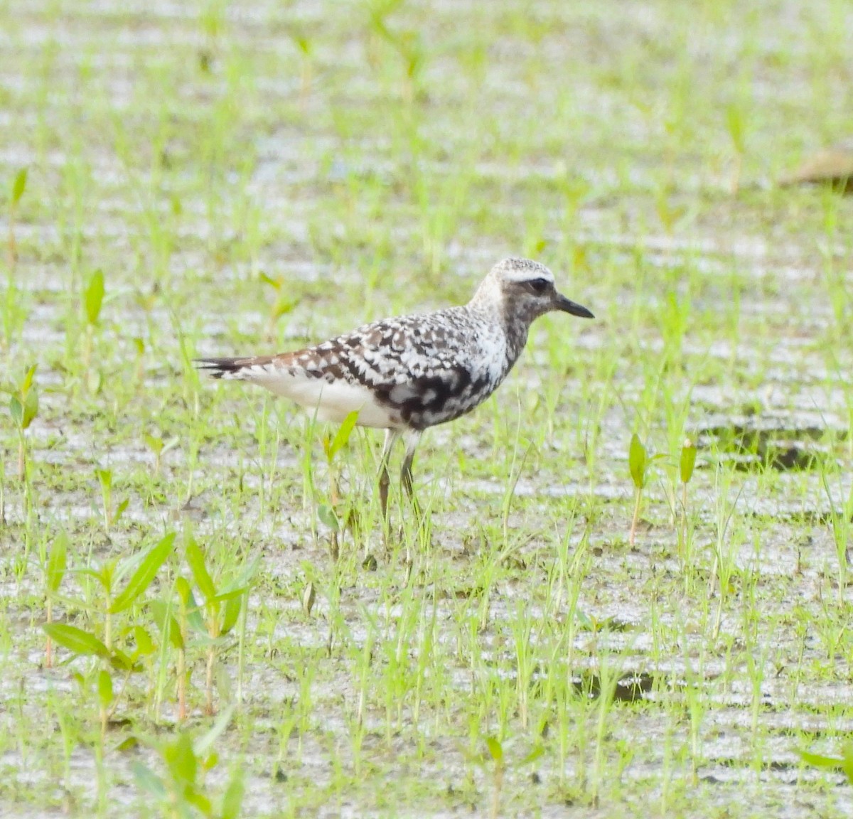 Black-bellied Plover - ML608329631