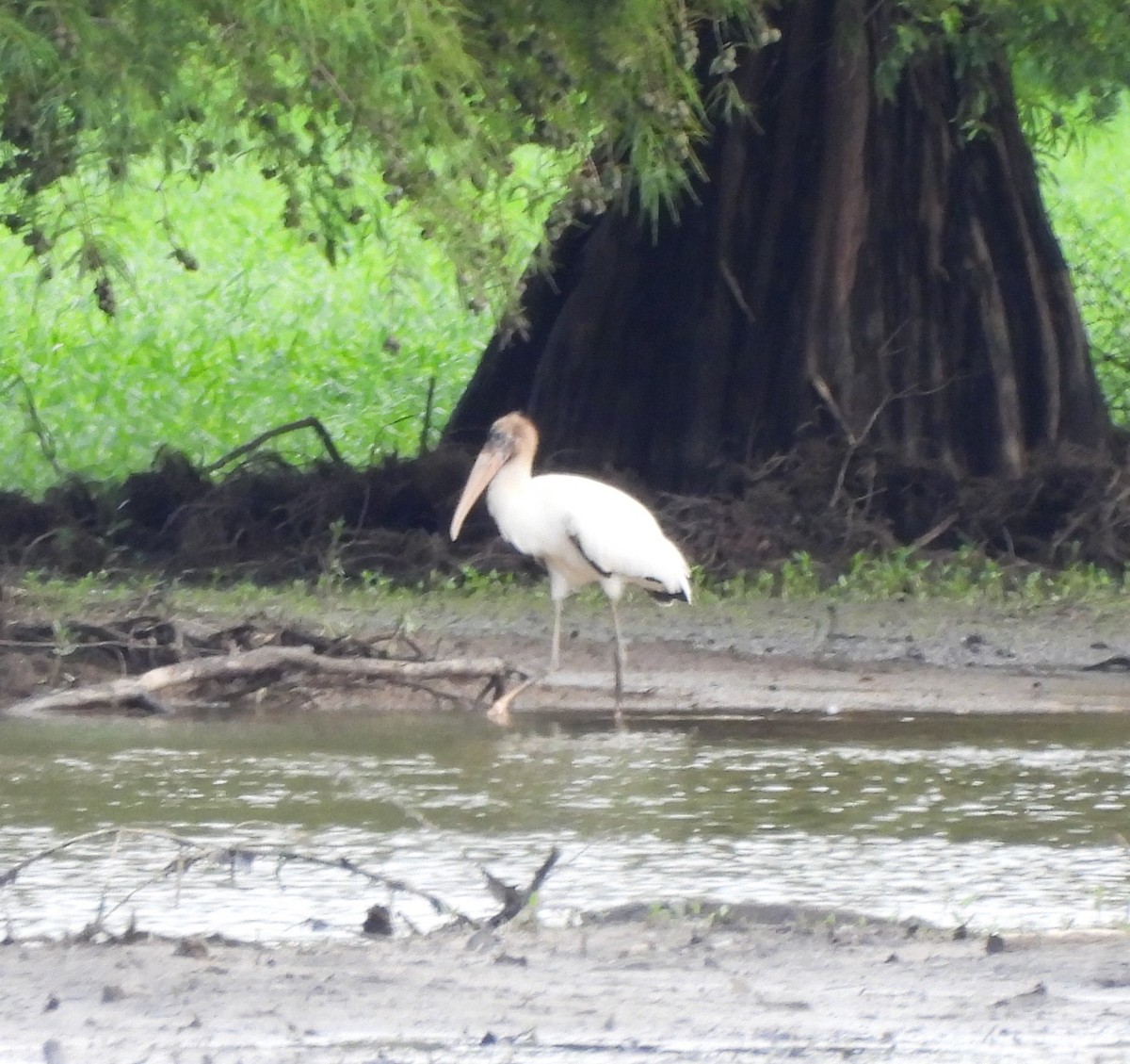 Wood Stork - ML608329646