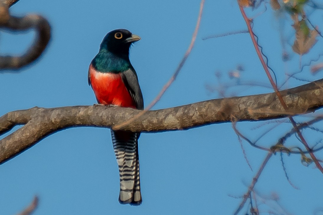 trogon modrotemenný - ML608329655