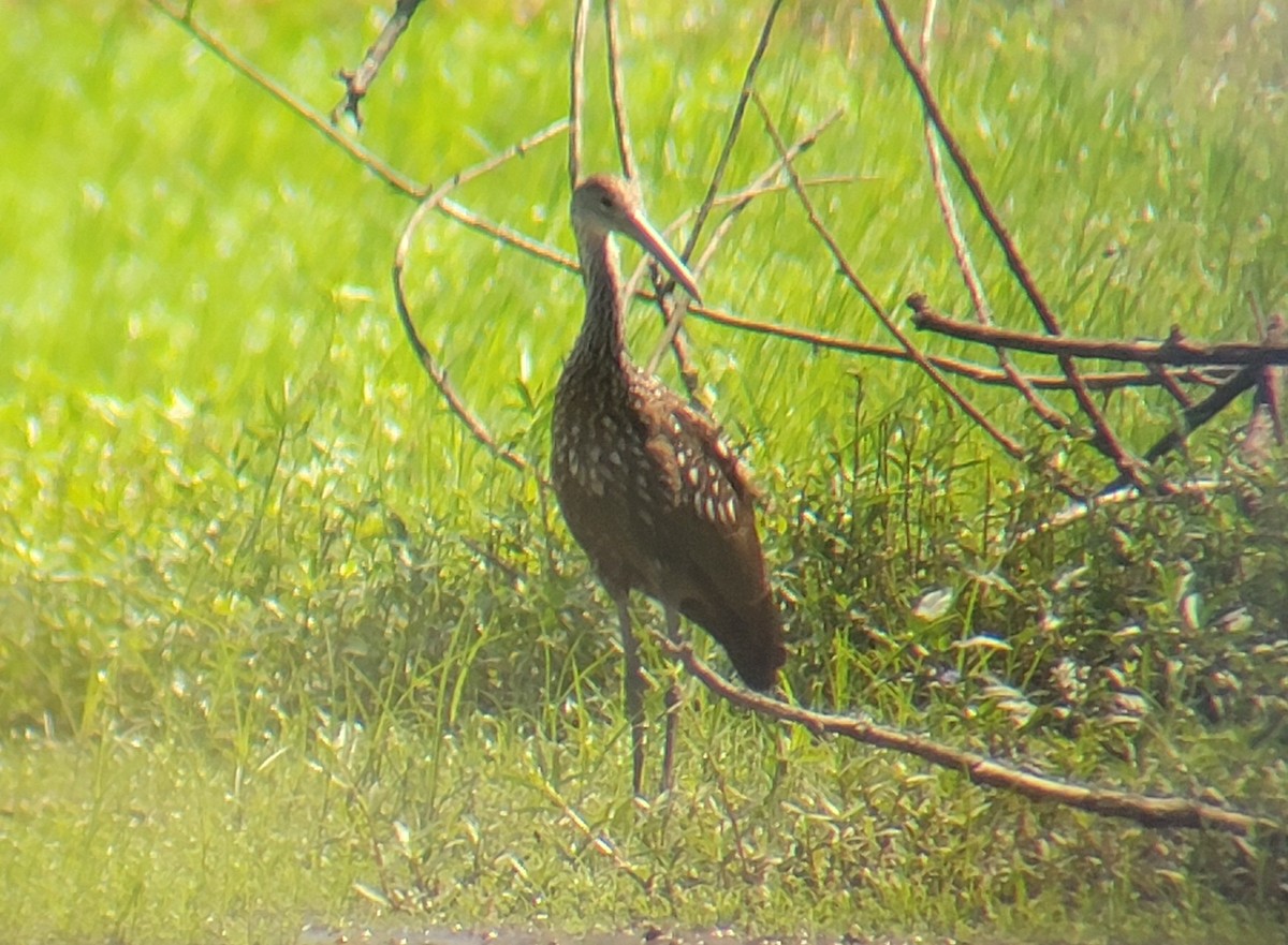 Limpkin - ML608329669