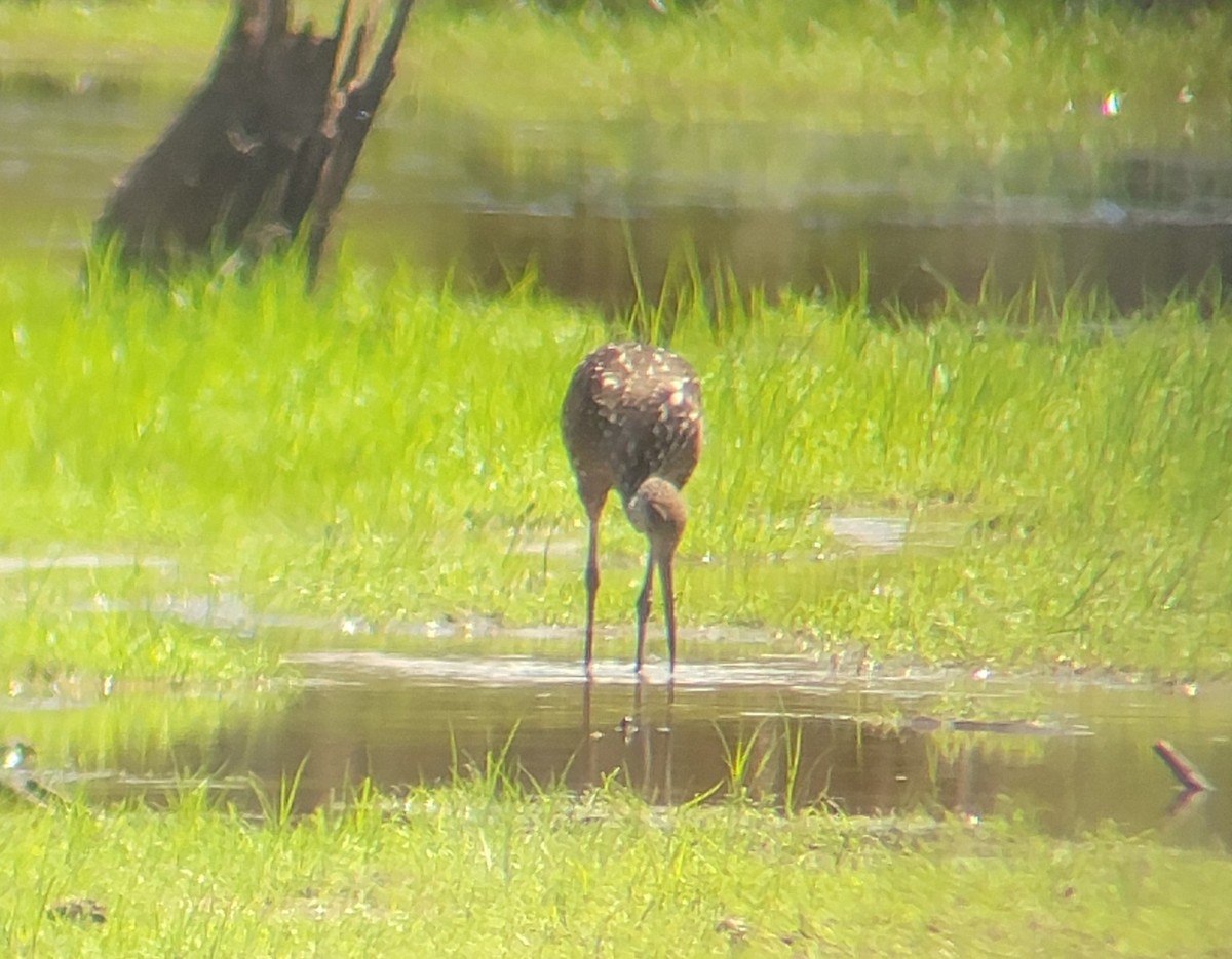 Limpkin - ML608329671