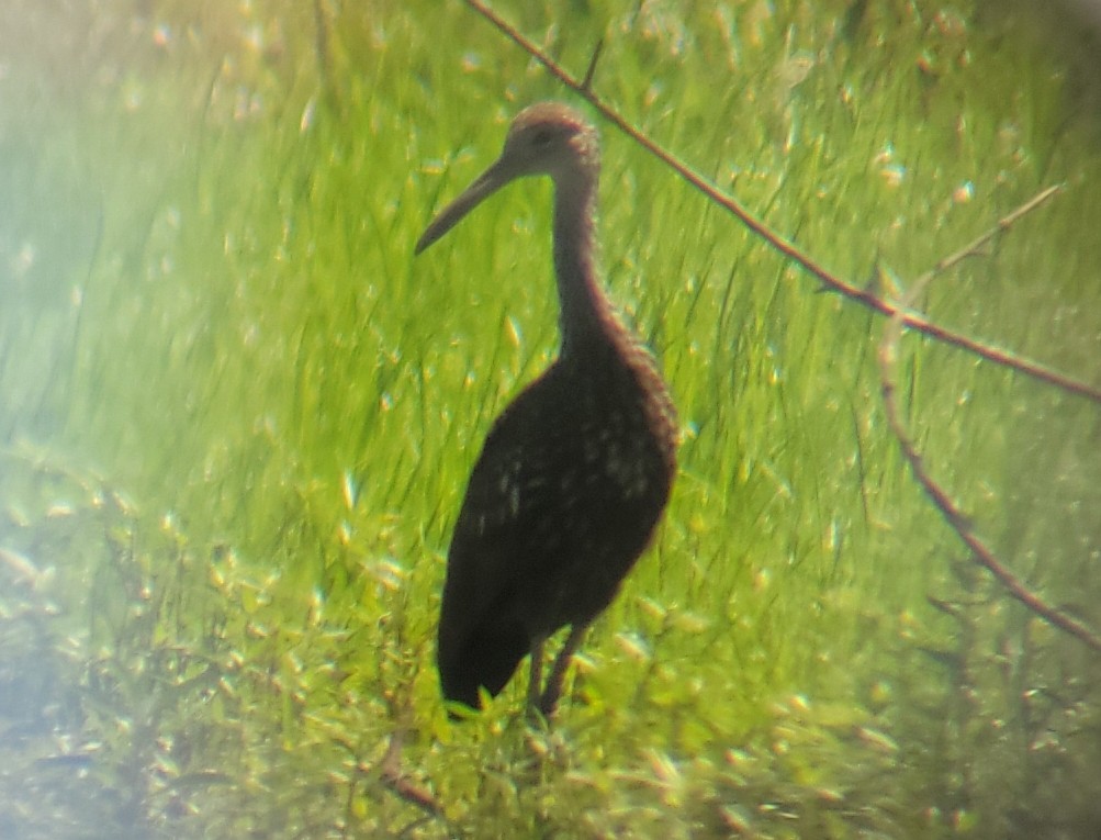 Limpkin - ML608329672