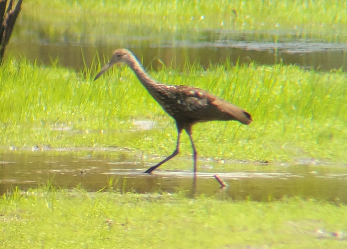 Limpkin - ML608329673