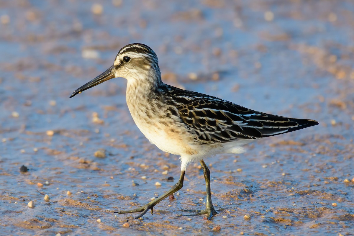 Broad-billed Sandpiper - ML608329900