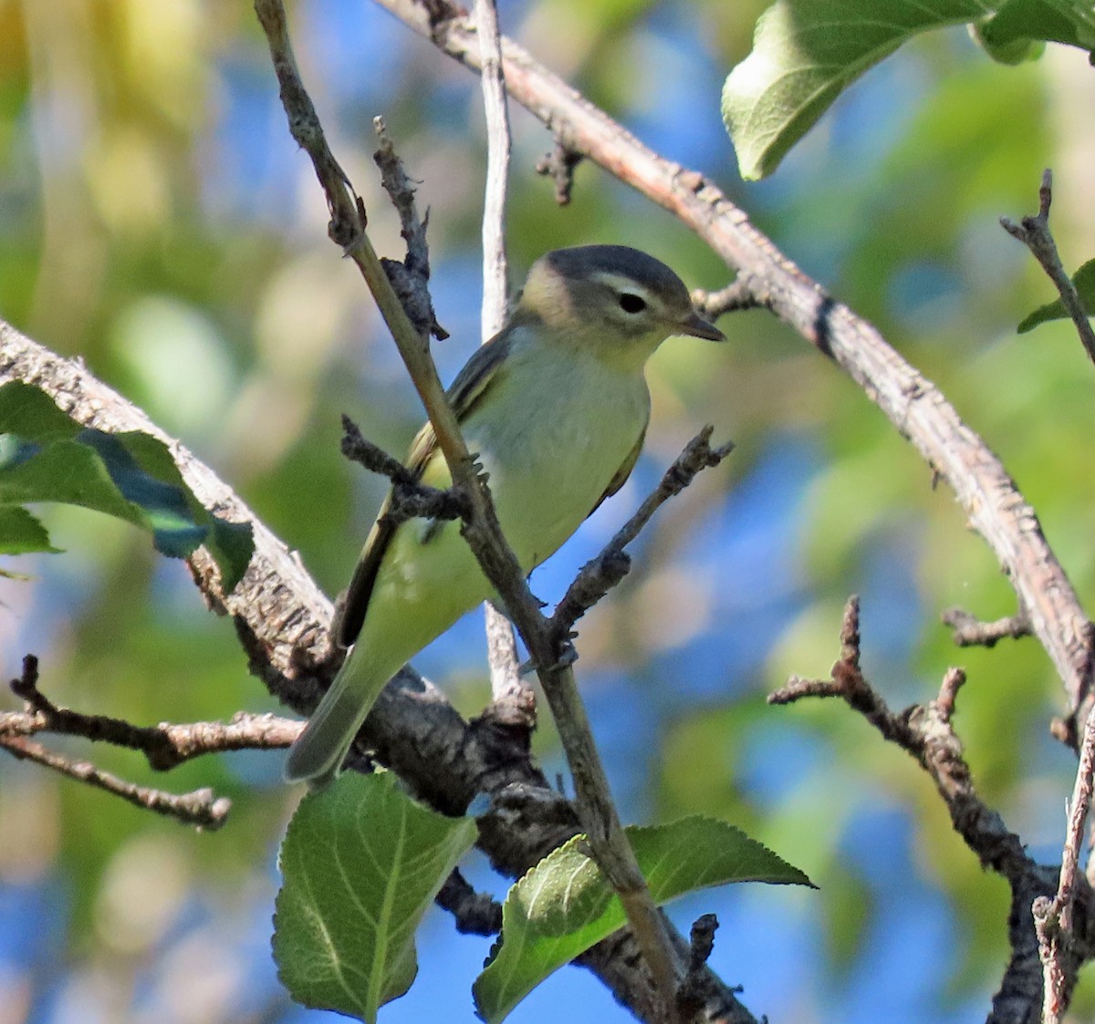 Warbling Vireo - JoAnn Potter Riggle 🦤