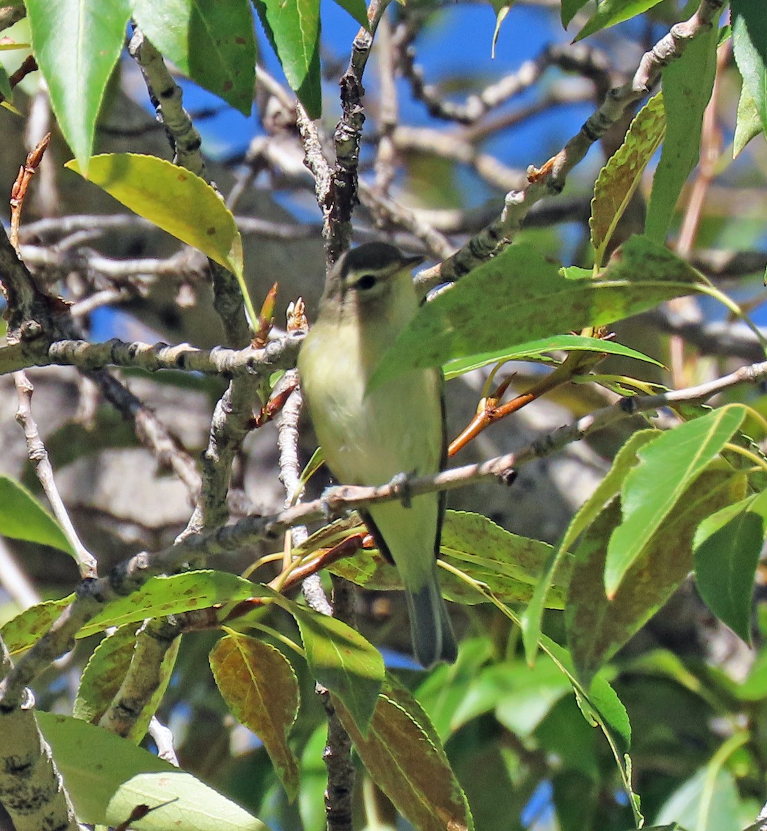 Warbling Vireo - JoAnn Potter Riggle 🦤